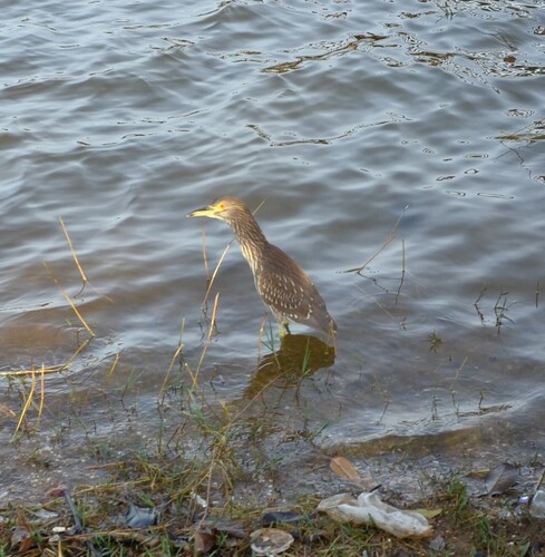 Black-crowned Night Heron
