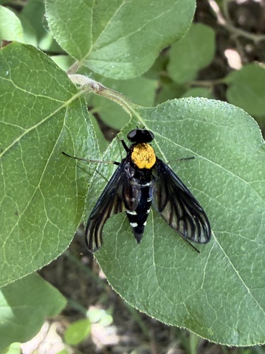 Golden-backed Snipe Fly