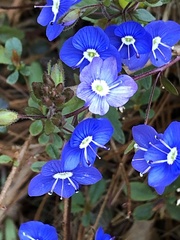 Veronica umbrosa