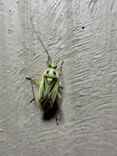 Two-spotted Grass Bug
