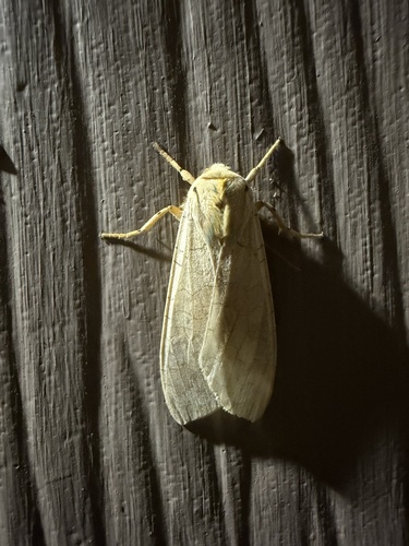 Banded Tussock Moth