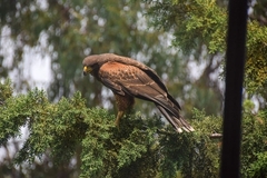 Parabuteo unicinctus