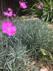 Dianthus