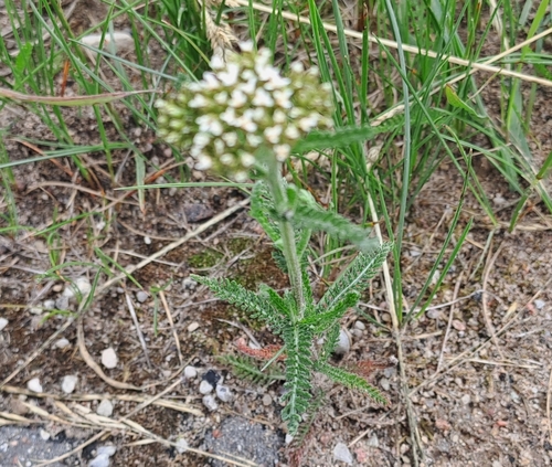common yarrow
