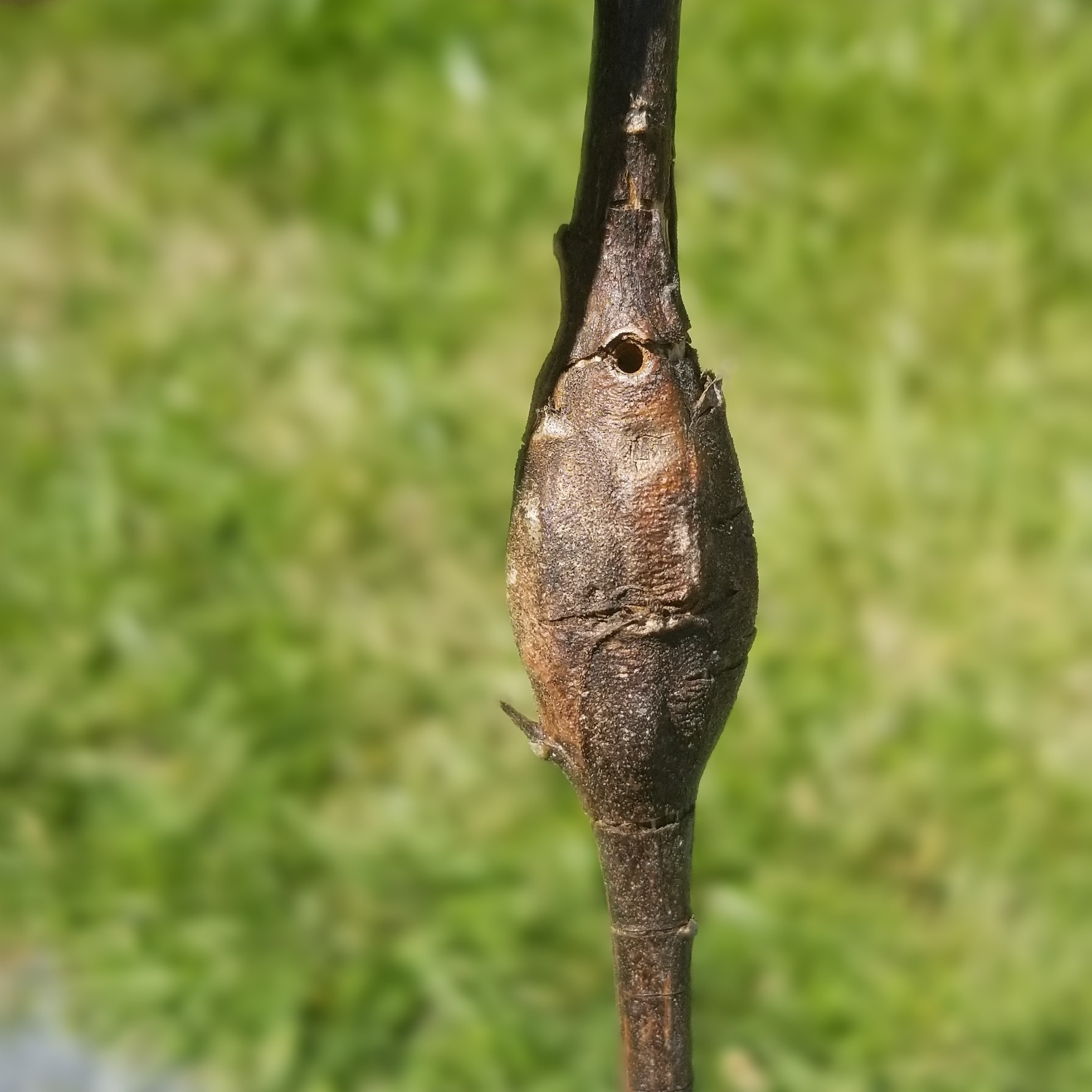 photo of empty Gnorimoschema gallaesolidaginis spindle gall on Solidago altissima stem