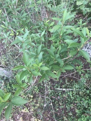 Forsythia viridissima