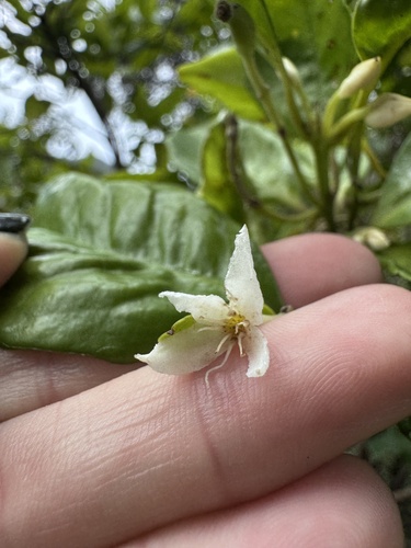 Doryphora aromatica observed 2026-06-17