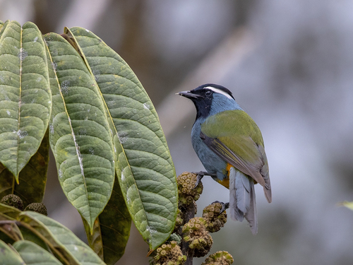 Paramythia montium observed 2018-07-03