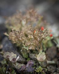 Cladonia multiformis