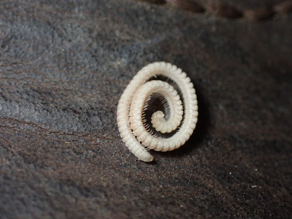 Mitocybe auriportae