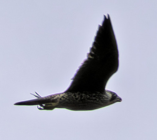 Peregrine Falcon