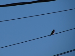 Hirundo rustica