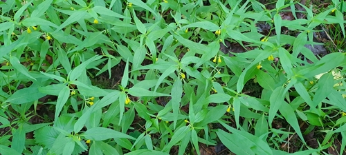 Small Cow-wheat