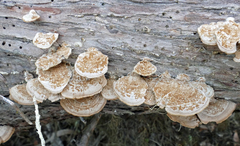 Gloeophyllum striatum