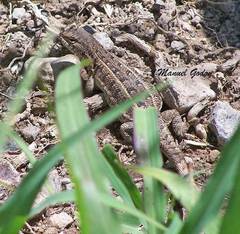 Liolaemus wiegmannii