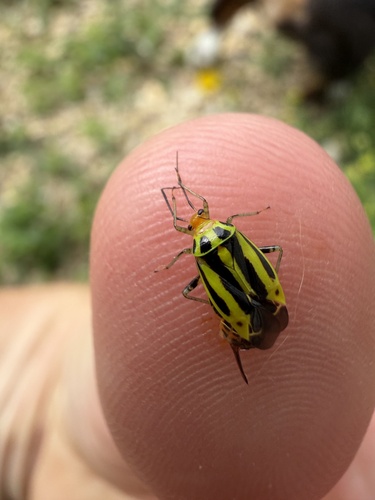 Four-lined Plant Bug