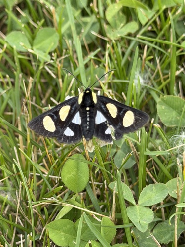Eight-spotted Forester Moth