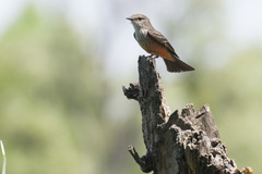 Pyrocephalus rubinus