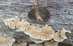 Gloeophyllum striatum