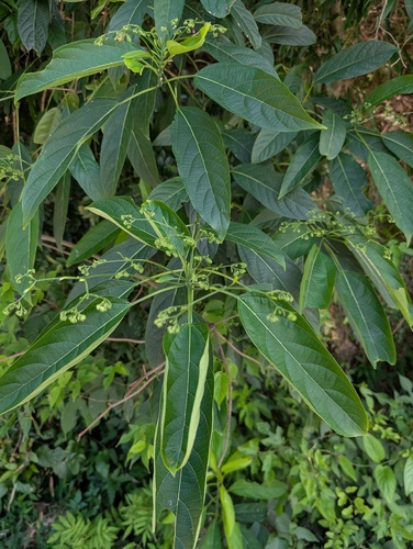 Mayflower Glorybower