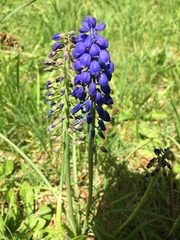 Muscari