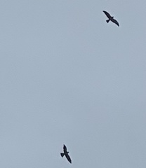 Ictinia mississippiensis