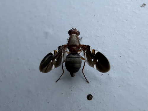 Common Picture-winged Fly