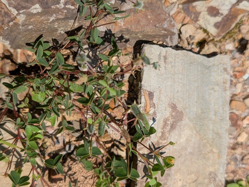 Creeping Woodsorrel