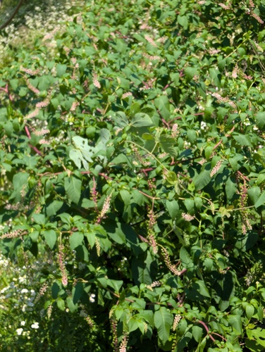 American pokeweed