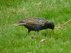 Sturnus vulgaris