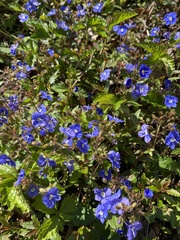Veronica umbrosa
