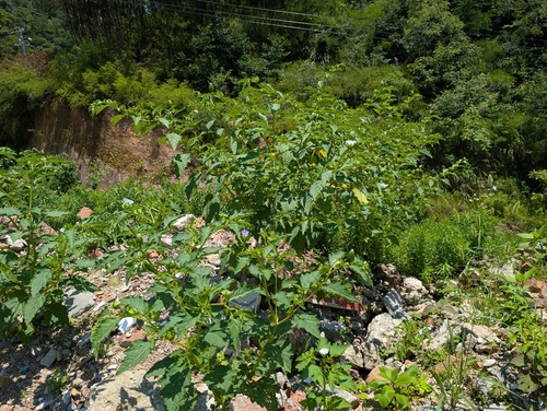 apple-of-Peru
