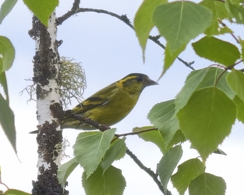 Eurasian Siskin
