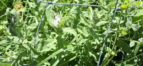 Common Fleabane
