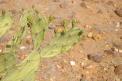 Opuntia stricta stricta