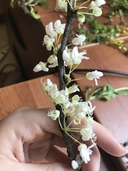 Cercis canadensis canadensis