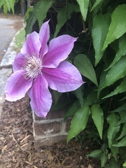 Clematis