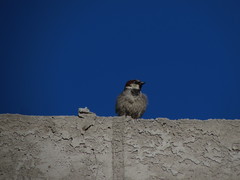 Passer domesticus
