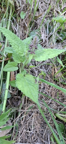 hedge woundwort