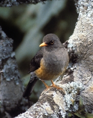 Turdus abyssinicus