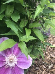 Clematis
