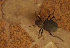Tenebrionidae