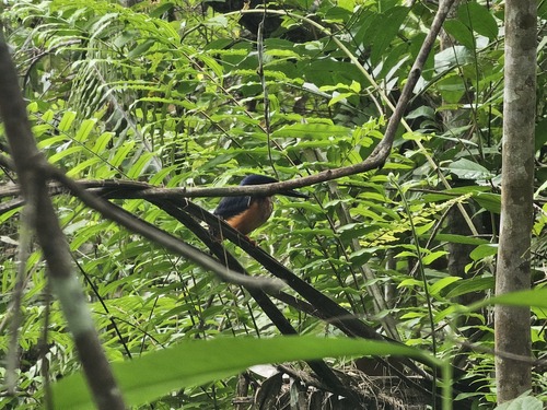 Shining-blue Kingfisher