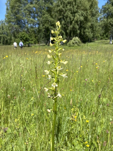 Greater butterfly-orchid
