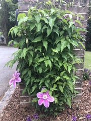 Clematis