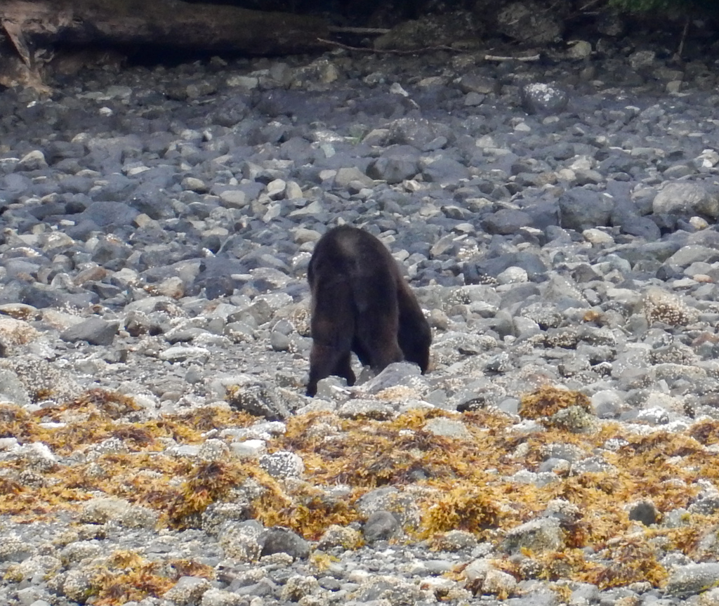 Haida Gwaii Black Bear