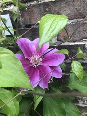 Clematis