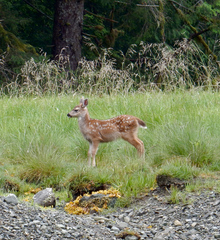 Odocoileus hemionus sitkensis