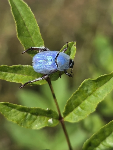 Cerulean Chafer Beetle