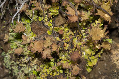 Cladonia multiformis